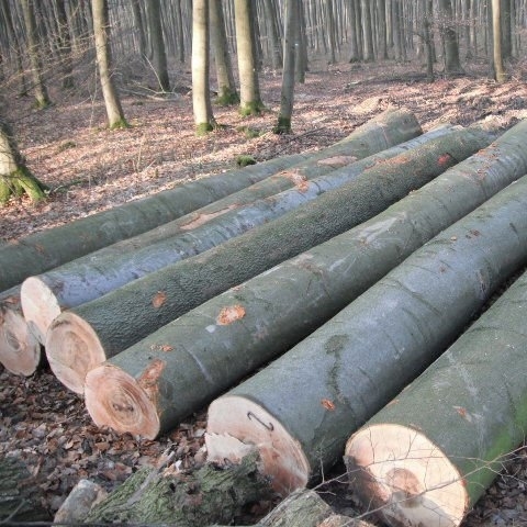 Beach-Wood-Logs-For-Sale-1.jpg