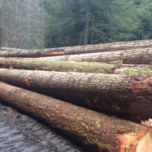 Douglas Fir Wood Logs
