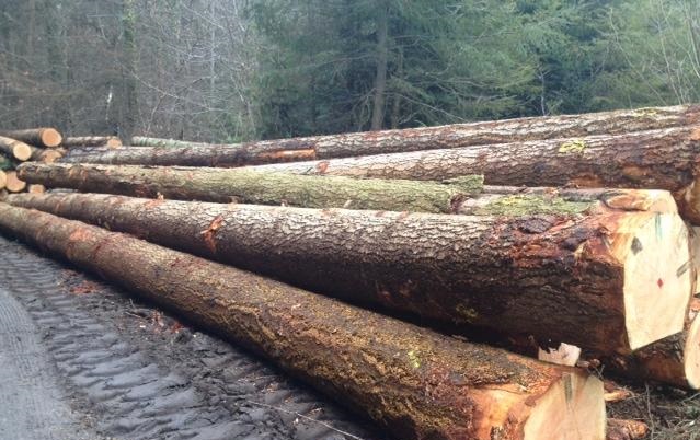 Fir-Logs-4.jpg