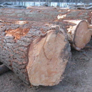 Birch Wood Logs
