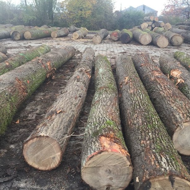 black-walnuts-logs.jpg