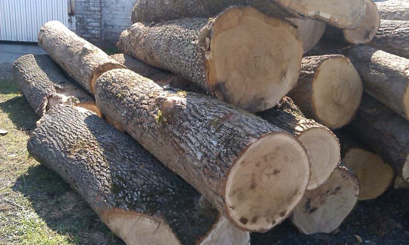 white-oak-logs.jpg